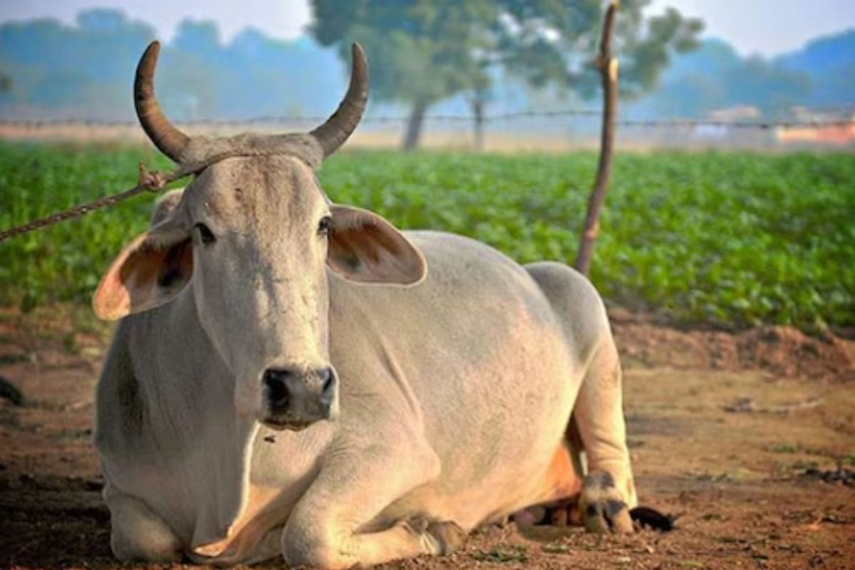 பசுவதையை நிறுத்தினால் உலகின் பிரச்னைகள் தீரும்.. நீதிமன்றம்