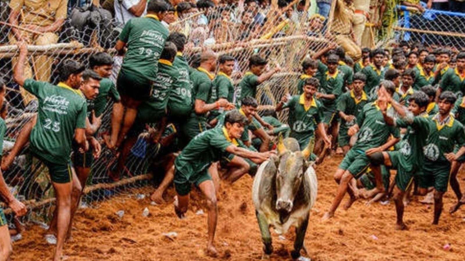 மதுரை ஜல்லிக்கட்டுக்கு காளை இறக்குறீங்களா.. 100 இடத்துல முகாம் நடக்குது.. தகுதி சான்று வாங்கிக்கோங்க...