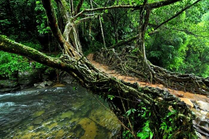  ,[object Object], மேகாலயாவிலிருக்கும் nongriat பகுதியில் உள்ள living root bridges பழங்குடியினரின் தன்னிறைவு மற்றும் காடுகளுடனான அவர்களின் உறவை வெளிப்படுத்துகின்றன. நிச்சயமாக நல்ல அனுபவம் கிடைக்கும்.