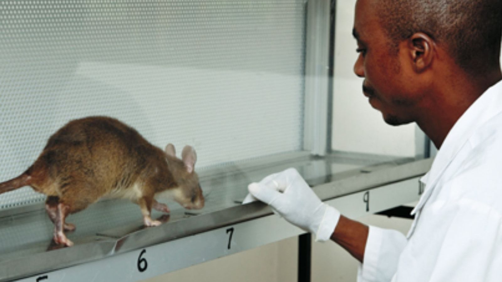 காசநோயை எளிதாக கண்டறியும் எலிகள்.. விஞ்ஞானிகள் சொன்ன முக்கிய தகவல்..!