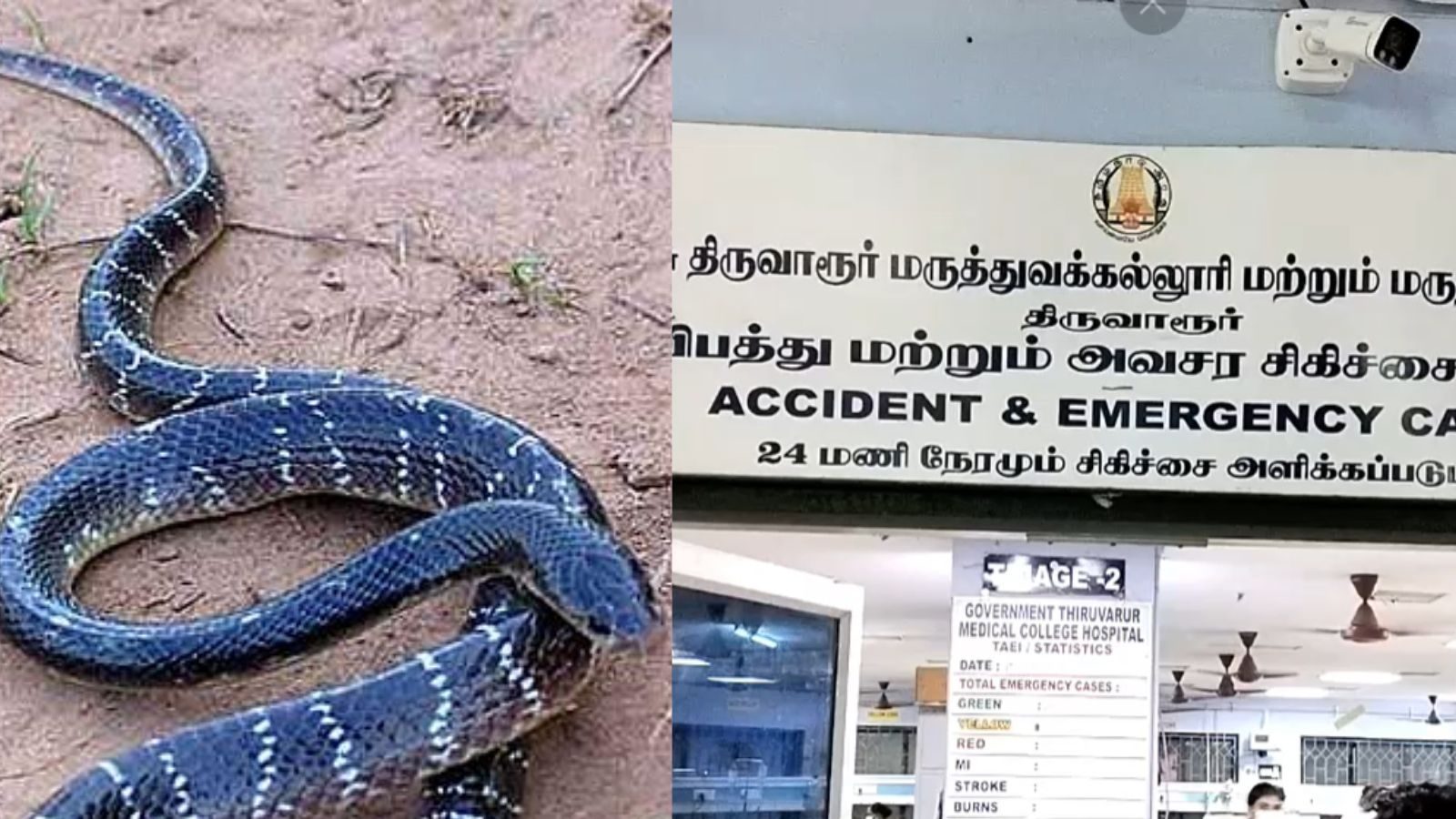 பள்ளி கழிவறையில் கட்டுவிரியன் பாம்பு.. 11ஆம் வகுப்பு மாணவிக்கு நேர்ந்த சோகம்!