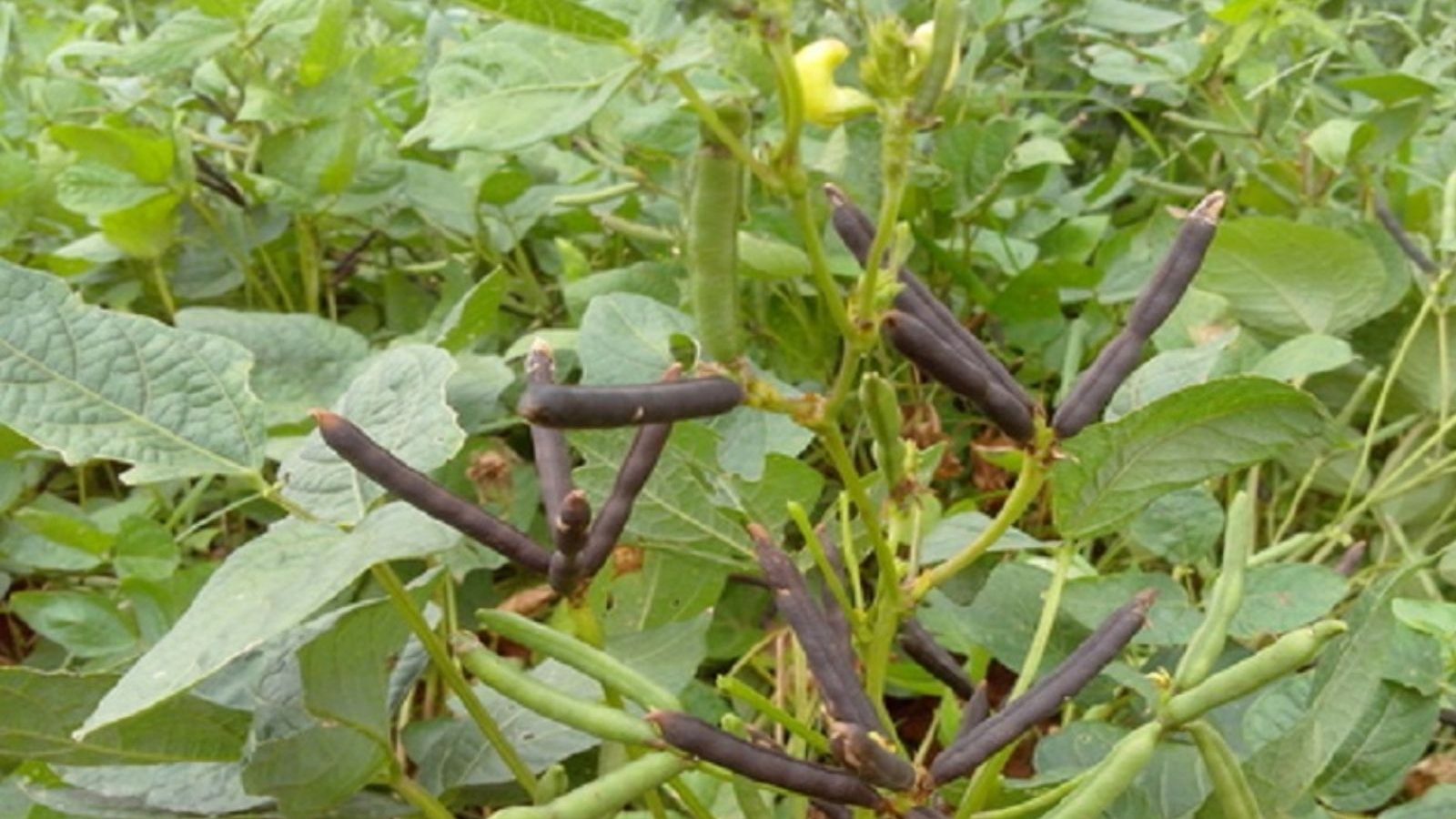 ‘நெல்லுக்குப் பின் பயறு சாகுபடி’ - புதுக்கோட்டையில் உளுந்து விதைகள் மானியத்தில் விற்பனை