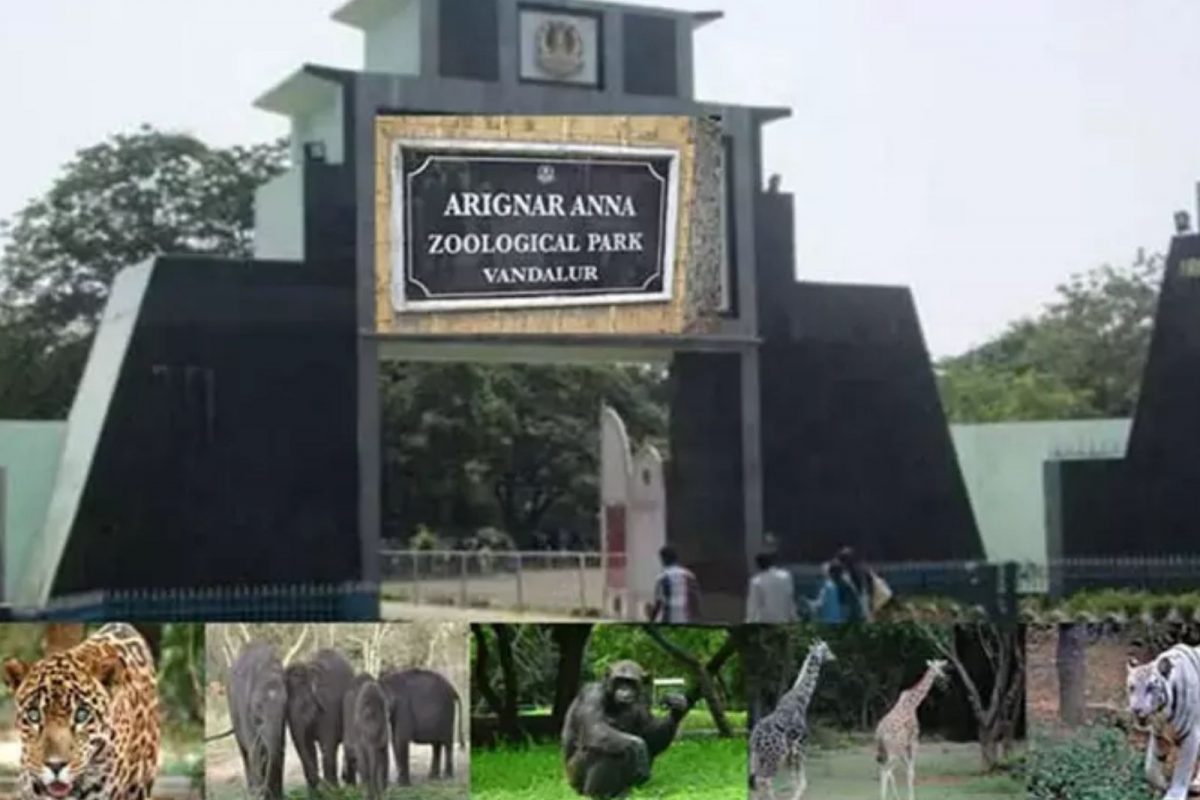 காணும் பொங்கல் - வண்டலூர் பூங்காவில் சிறப்பு ஏற்பாடுகள்