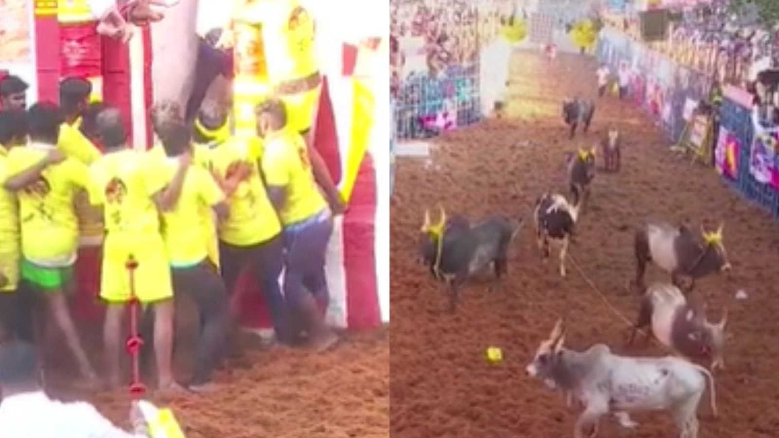 அலங்காநல்லூர் ஜல்லிக்கட்டு.. மீண்டும் வாடிவாசலை நோக்கி கூட்டமாக வந்த காளைகள்.. மிரண்ட வீரர்கள்..!