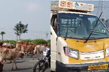 டாடா ஏசி வாகனம் மோதி பலியான கர்ப்பிணி பசு.. செங்கல்பட்டில் சோகம்!