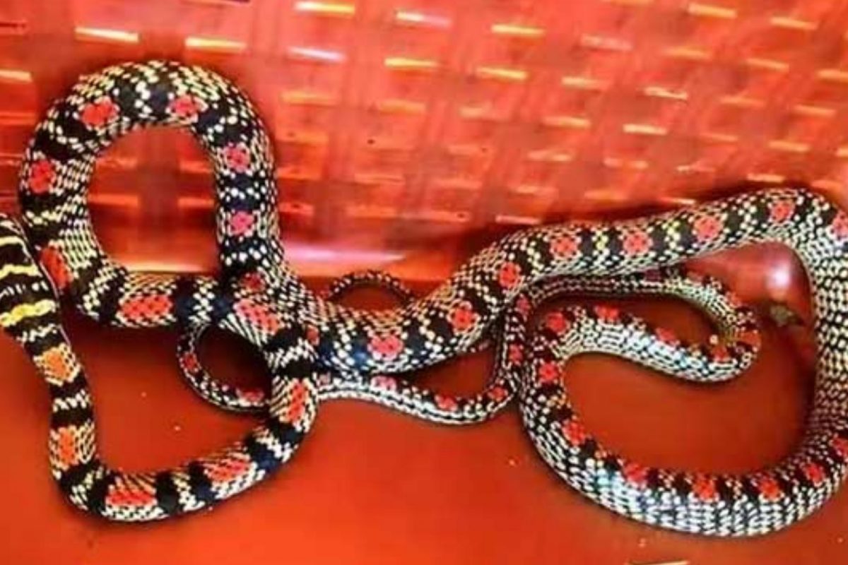 பறக்கும் பாம்பு