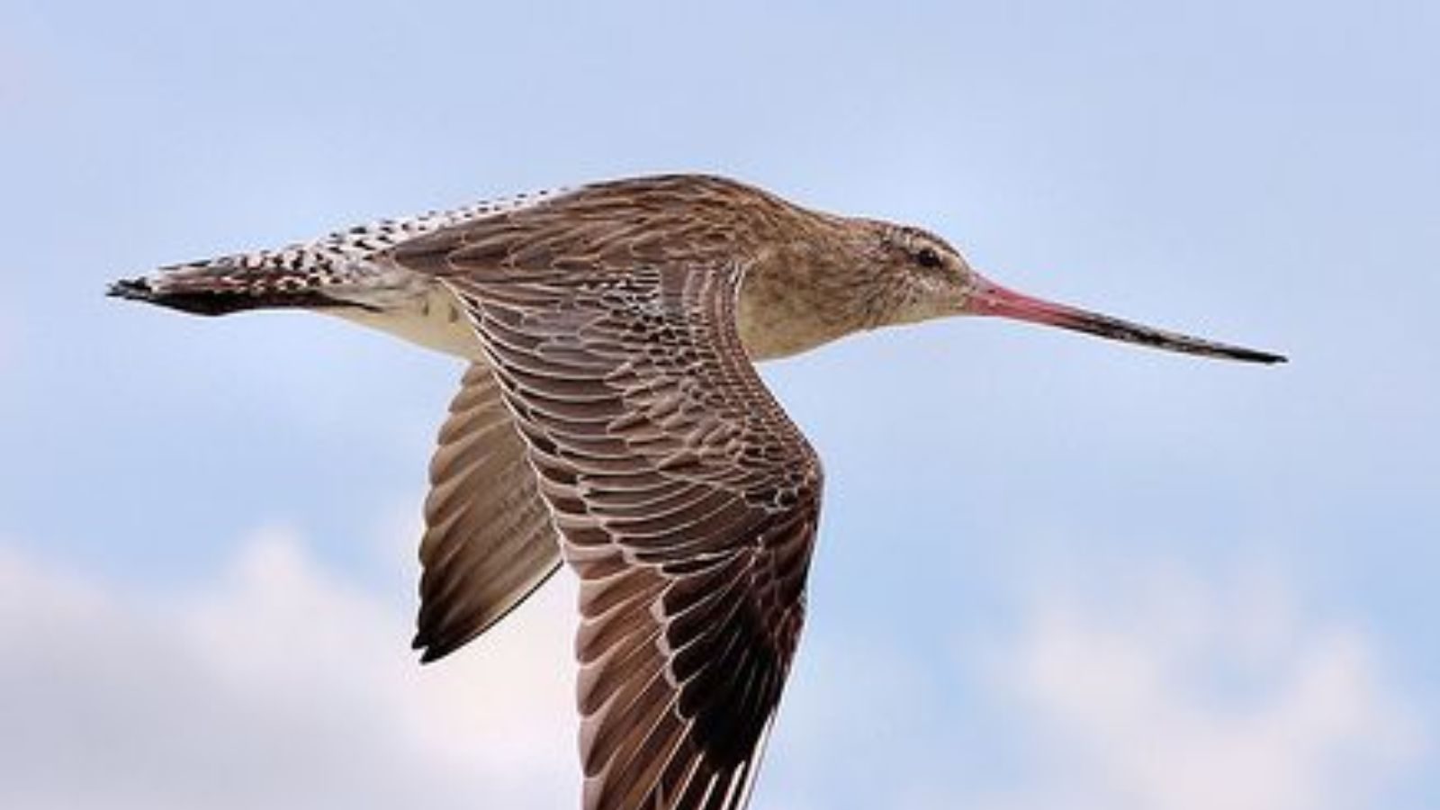 கடல்தான் பாதை.. 11 நாட்கள்.. 13,560 கிமீ தூரம்.. ஓய்வெடுக்காமல் பறந்த பறவை..!