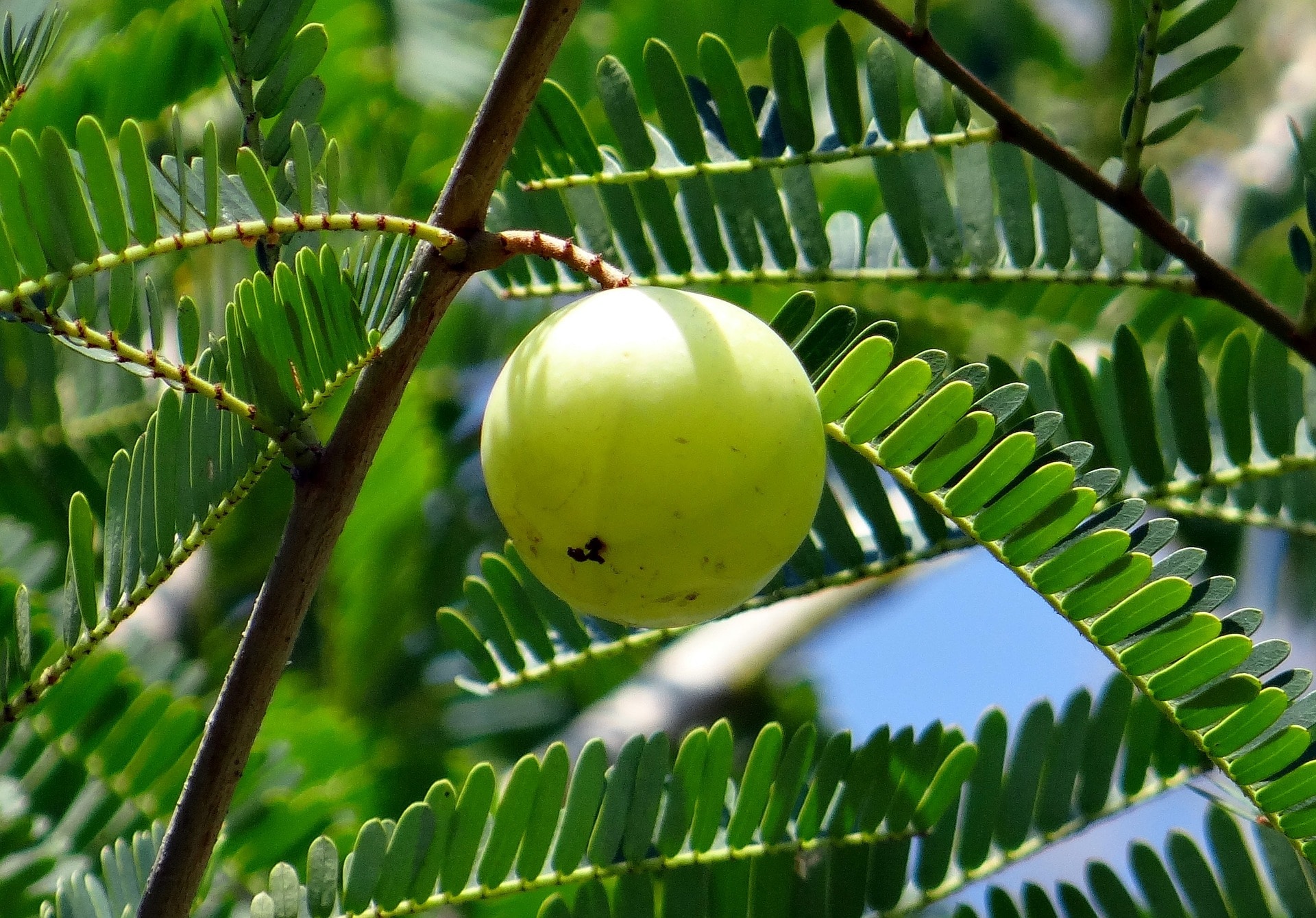 indian gooseberry 337446 1920