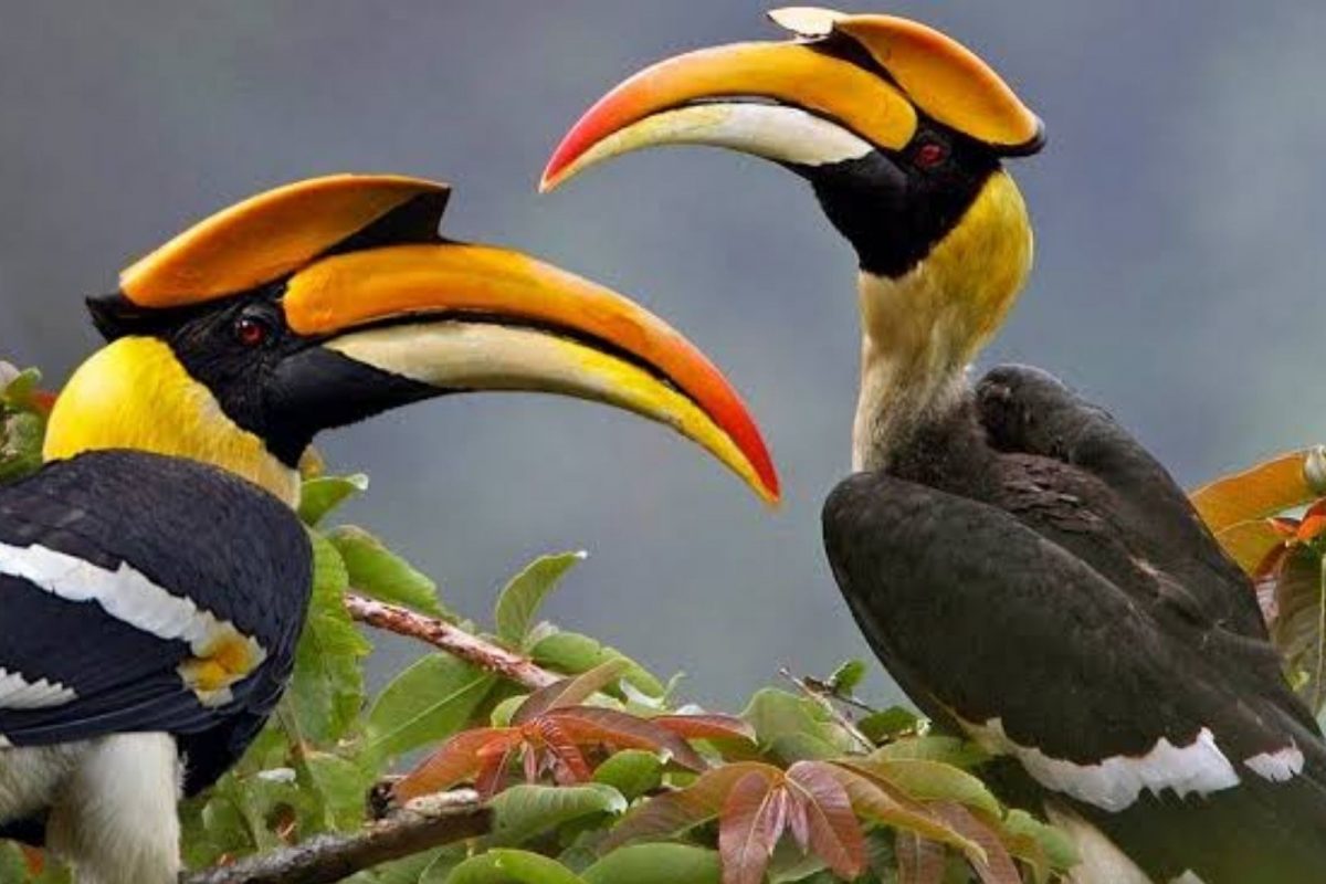 இருவாய்ச்சி பறவை