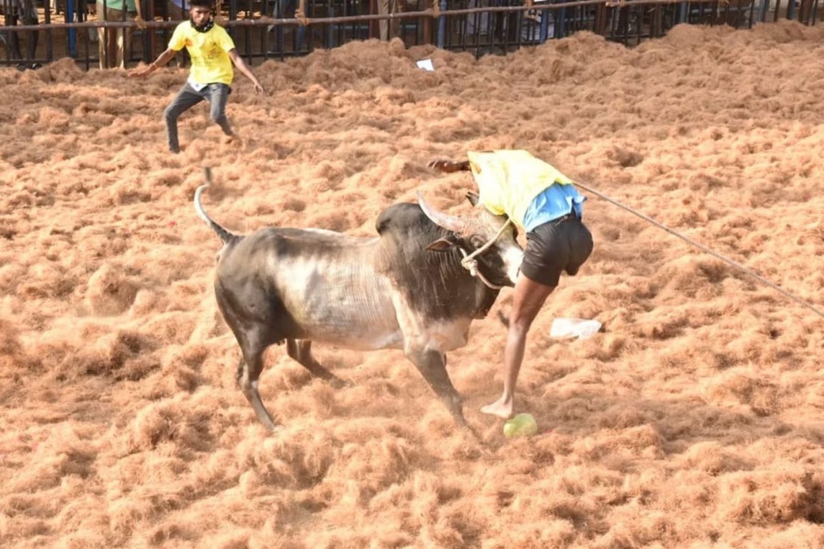 அலங்காநல்லூர் ஜல்லிக்கட்டு : வீரர்களை சுழற்றி போட்ட காளைகள்