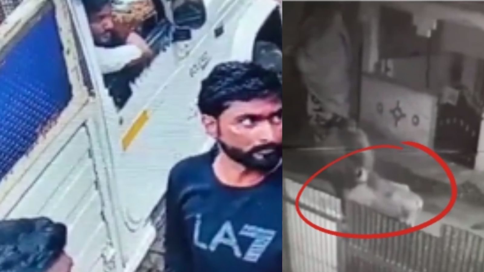 மதுரையில் ஜல்லிக்கட்டு காளைகள் திருட்டு.. சிக்கிய வடமாநில கும்பல்.. இறைச்சிக்காக விற்கப்பட்ட கொடூரம்!