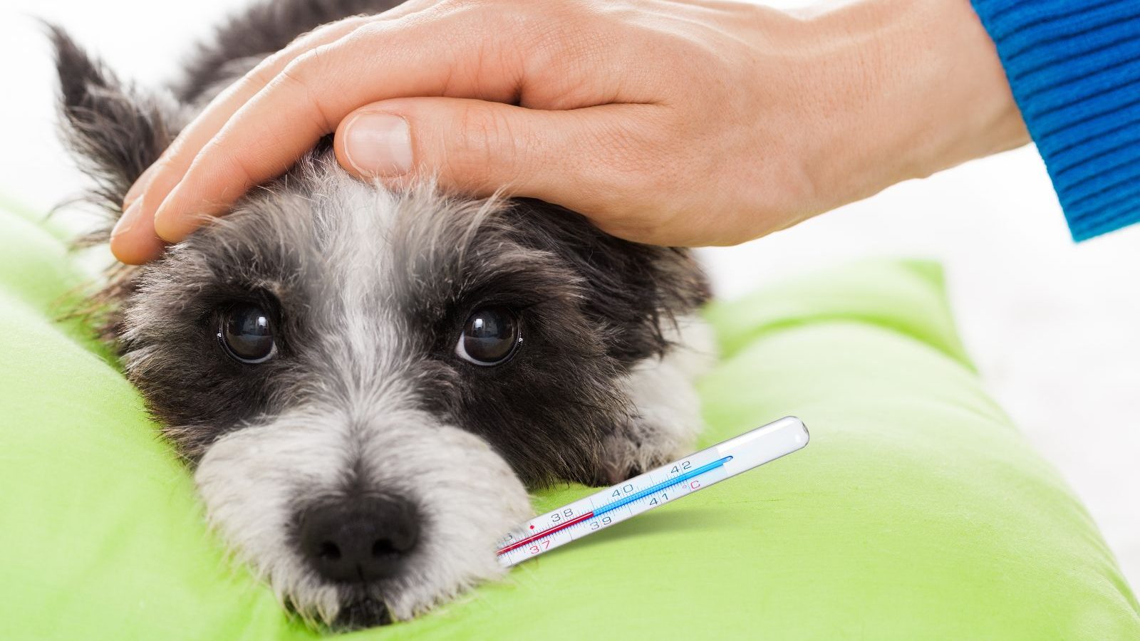 உங்க செல்லப்பிராணியிடம் இந்த 5 அறிகுறிகள் தெரிந்தால் உடல்நிலை சரியில்லை என அர்த்தம்..!