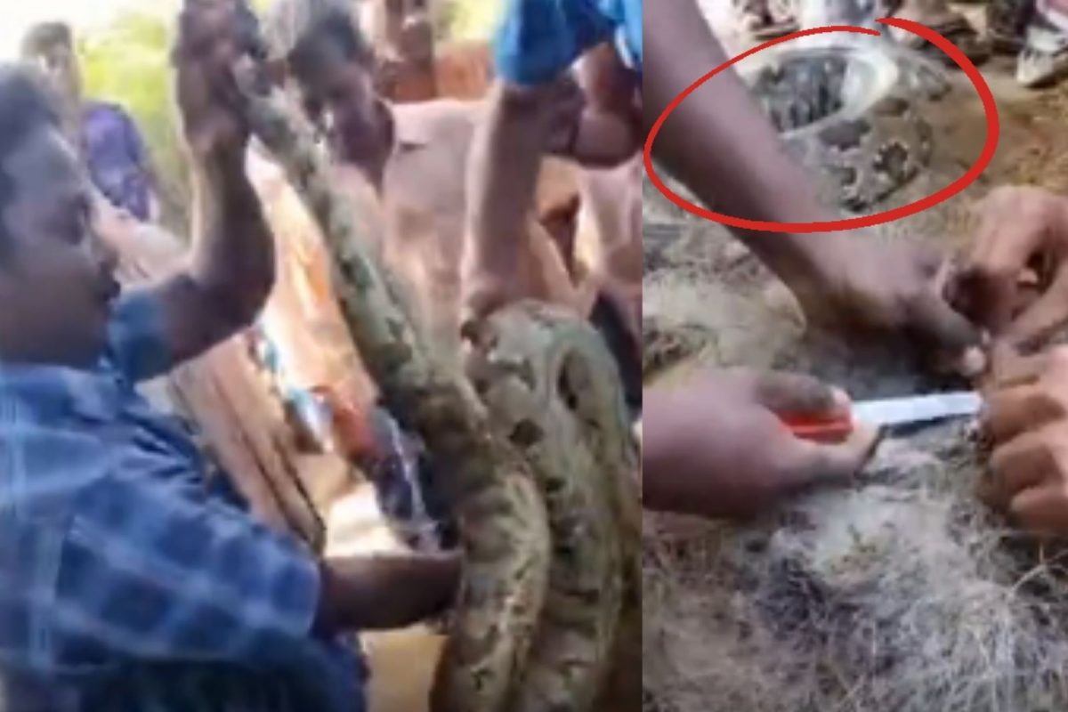 மீனுக்காக விரித்த வலையில் சிக்கிய 10 அடி மலைப்பாம்பு!