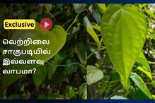 2 ஏக்கரில் மாதம் ரூ.1.20 லட்சம் வருமானம்.. திருவையாறு வெற்றிலைக்கு தனி மவுசு.. சாகுபடி முறை தெரிஞ்சுக்கலாம் வாங்க..