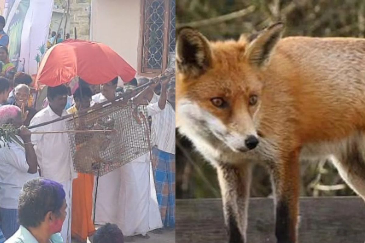 வலுக்கட்டாயமாக வங்காநரியை பிடித்து வழிபட்ட மக்கள்..சேலத்தில் பரபரப்பு!
