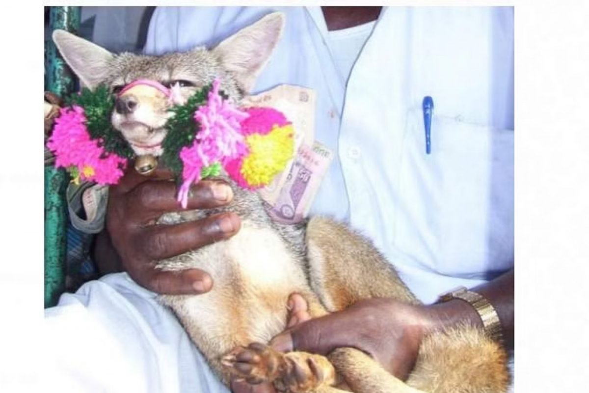 தடையை மீறி வங்காநரி ஜல்லிக்கட்டு.. 4 கிராமங்களுக்கு அபராதம் விதிப்பு!