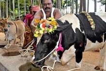 இன்று மாட்டுப் பொங்கல்..கால்நடைகளுக்கு நன்றி தெரிவிக்கும் பெருநாள்..!