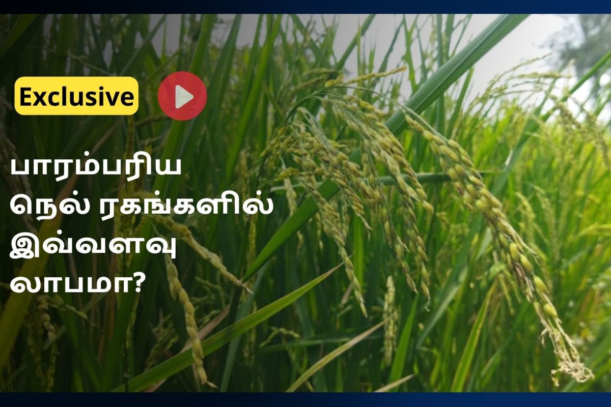13 வகையான பாரம்பரிய நெல்லை பயிரிட்ட விவசாயி
