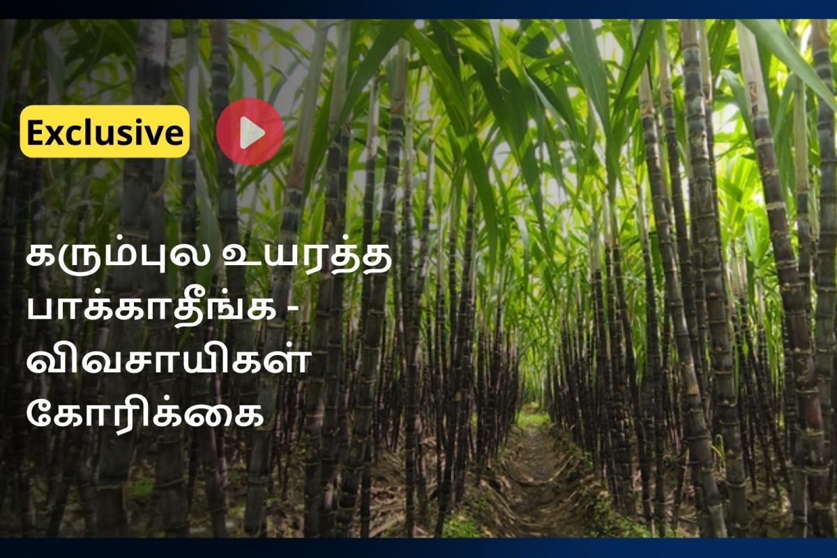 கரும்புல உயரம் பாக்காதீங்க! - விவசாயிகள்