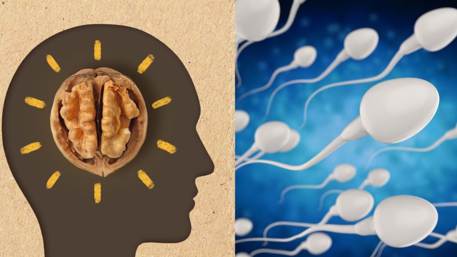 மூளை ஆரோக்கியம் முதல் விந்தணுக்களின் தரம் வரை... தினமும் 5 வால்நட்ஸ் சாப்பிட்டு வந்தால் கிடைக்கும் நன்மைகள்..!