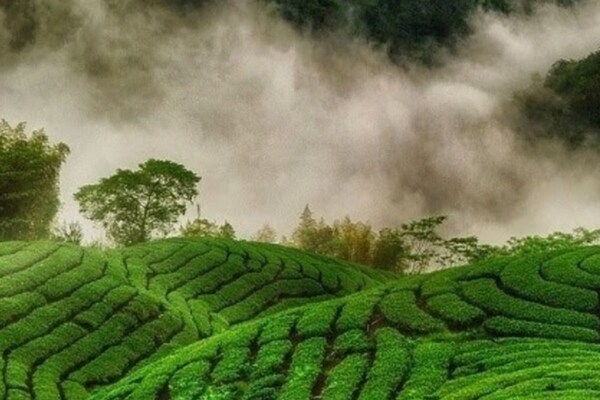 பசுமை... இயற்கையின் பேரழகு... மனம் விரும்பும் மாஞ்சோலைக்கு டிரிப்!...