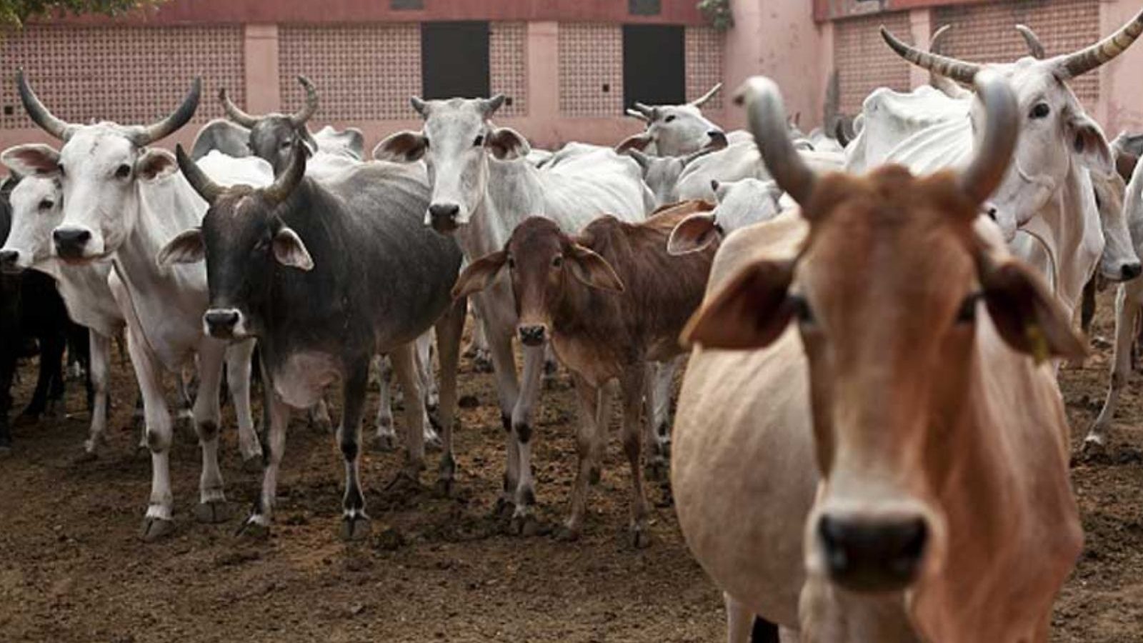 கருச்சிதைவு நோய் பரவுது... உடனே தடுப்பூசி போடுங்க - தேனி மாவட்ட கலெக்டர் அறிவுரை
