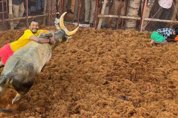 களைக்கட்டிய தேனி பல்லவராயன்பட்டி ஜல்லிக்கட்டு.. சீறிபாய்ந்த காளைகள்!