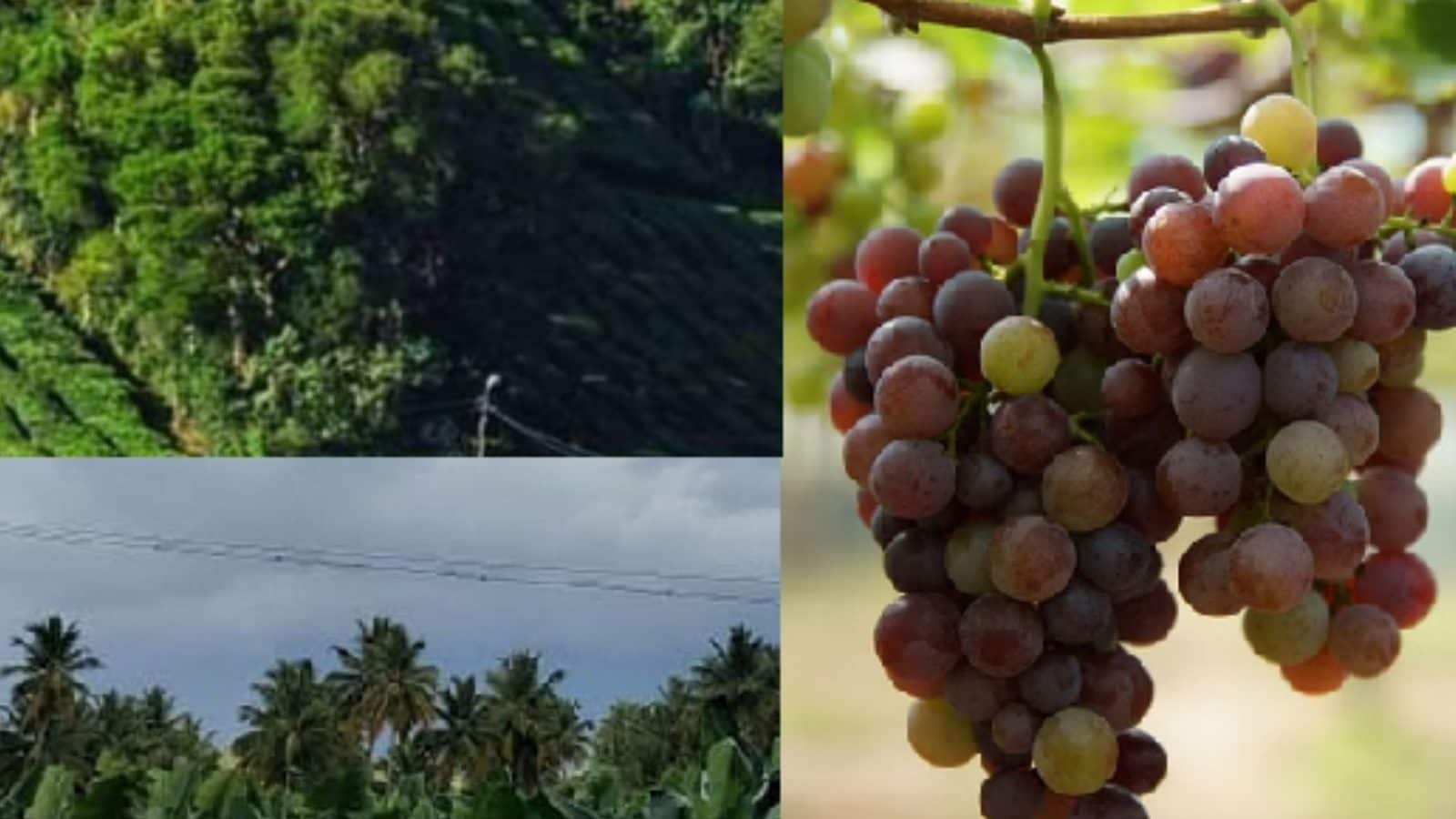 கண்களுக்கு விருந்து படைக்கும் கம்பம் பள்ளத்தாக்கு - திராட்சை தோட்டங்களும், பசுமையும் ஆளையே மயக்கும்!