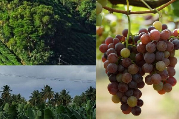 கண்களுக்கு விருந்து படைக்கும் பசுமையான கம்பம் பள்ளத்தாக்கு...