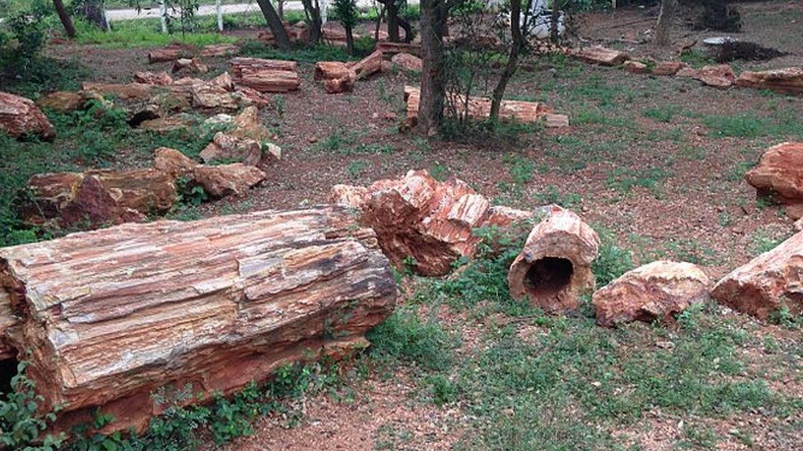 விழுப்புரம் மாவட்டத்தில் உள்ள கல் மர பூங்காவை பார்த்திருக்கீங்களா? - இங்கே வியப்பூட்டும் அதிசயங்கள் நிறைந்து கிடக்கின்றன!