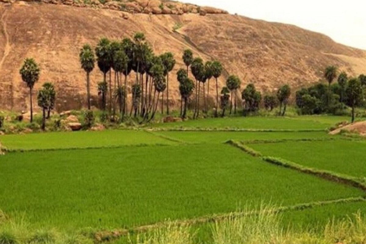  இந்த பகுதியில், வாழை தோப்புகளும், கரும்பும், காய்கறி தோட்டங்களும், பூந்தோட்டங்களும், வயல்வெளிகளும் என பசுமை போர்த்திய விவசாயம் நிலங்களையும் பார்க்கலாம். இந்த பச்சை பசேலென்றிருக்கும் பசுமையை மலை உச்சில இருந்து பார்ப்பதற்கு அவ்வளவு அழகாக இருக்கும்.