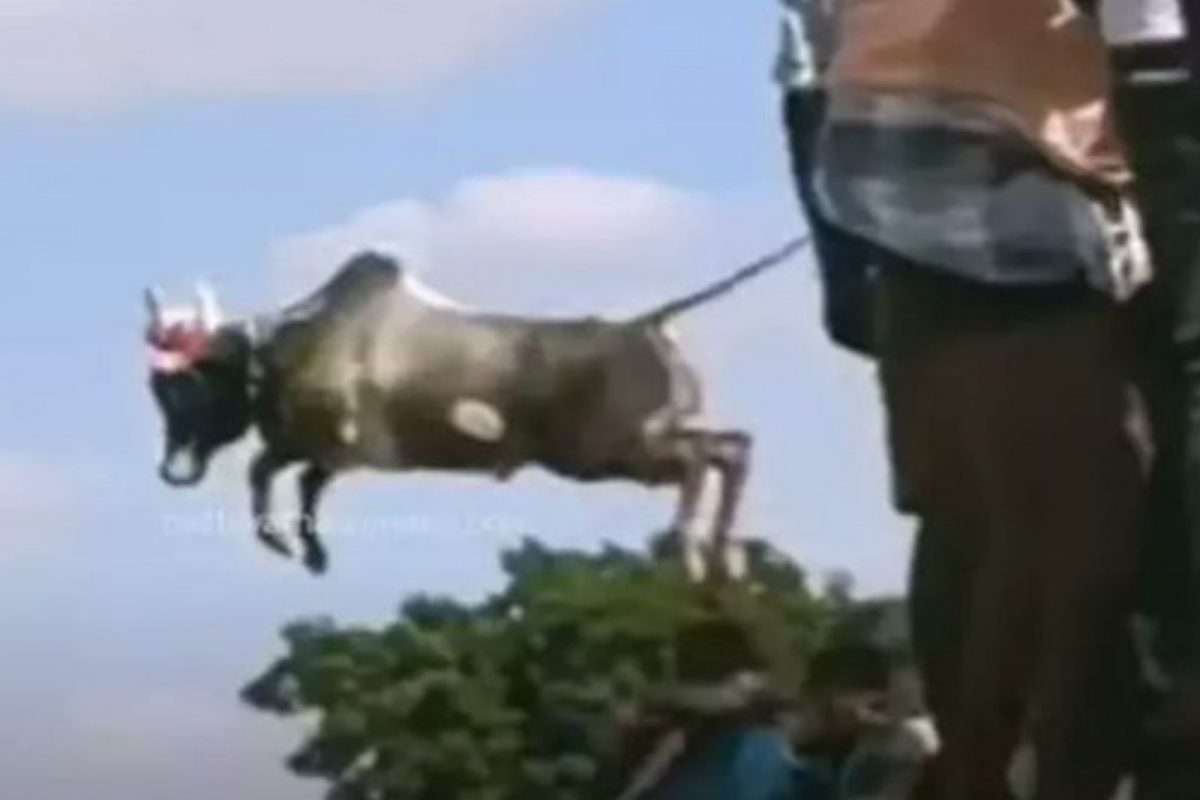 பறக்கும் காளை