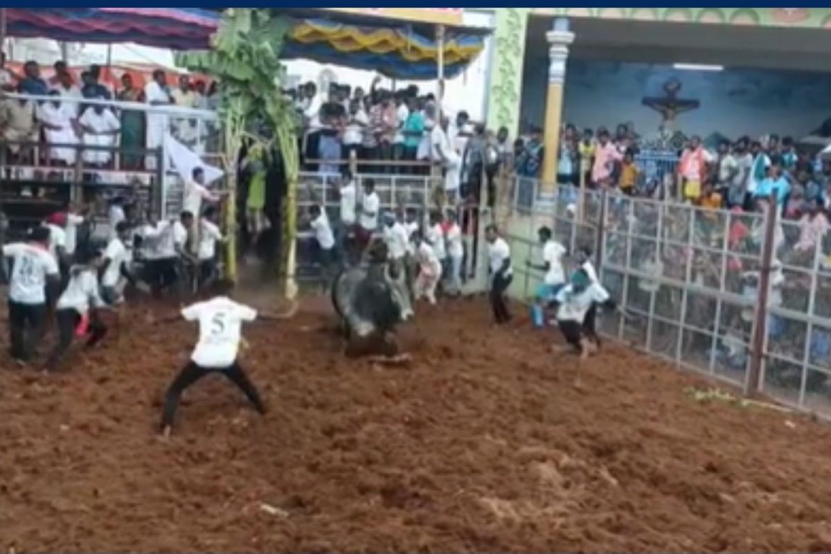 பொத்தமேட்டுப்பட்டி ஜல்லிக்கட்டு போட்டியை காண வந்த நபரை மாடு முட்டி பலி