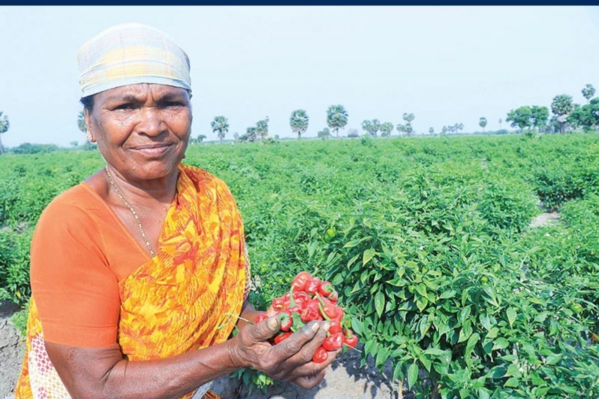 ராமநாதபுரம் குண்டு மிளாகய்