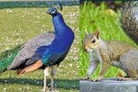6 உயிரினங்களை கொல்ல, இலங்கை அரசு அனுமதி அளித்திருப்பது சரியா?