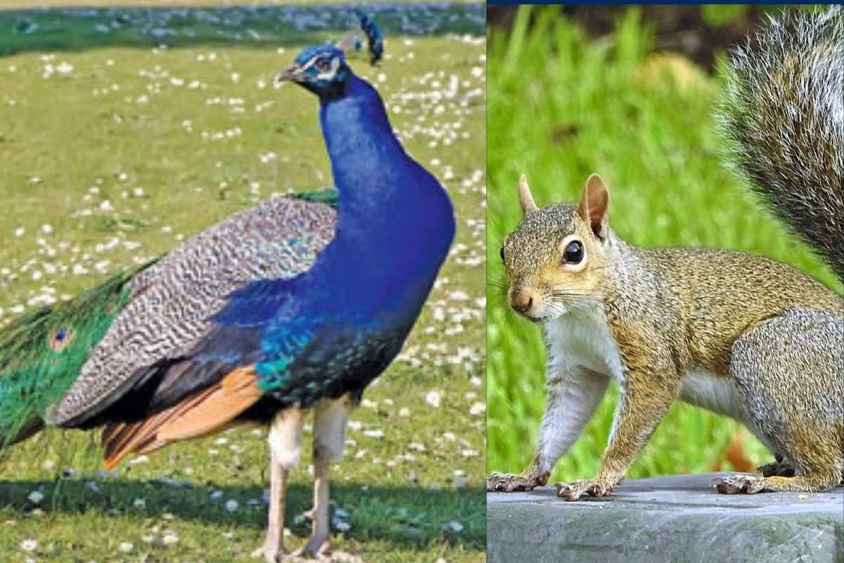 மாதிரி படம்