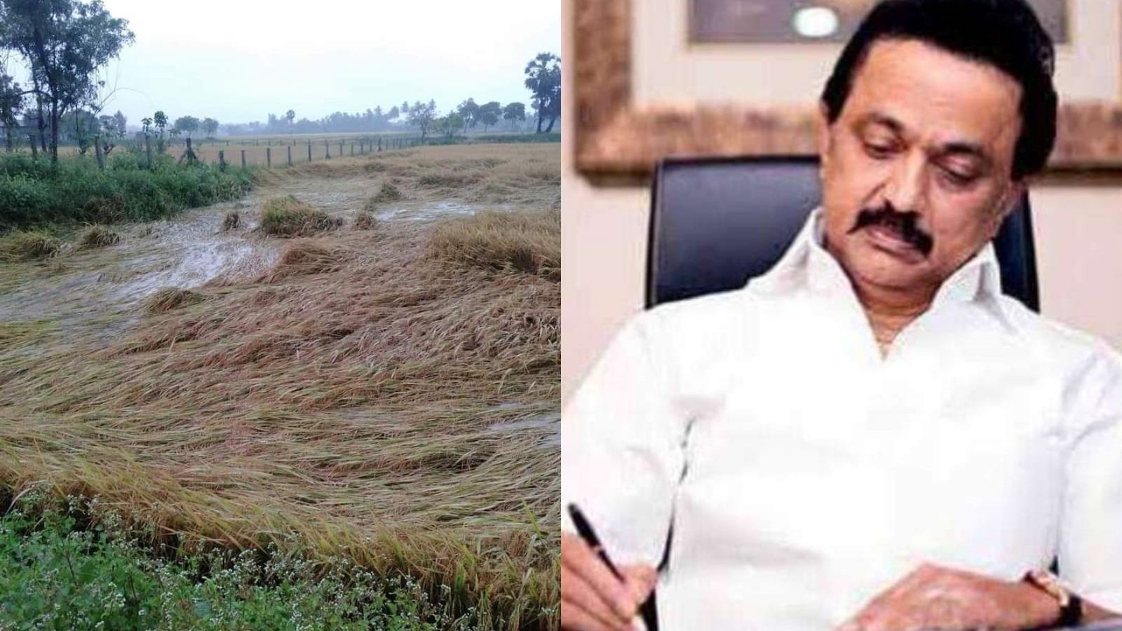 டெல்டாவில் மழை பாதிப்பு.. நெற்பயிர் இழப்பீடாக ஹெக்டருக்கு ரூ. 20,000 வழங்க முதலமைச்சர் மு.க ஸ்டாலின் உத்தரவு