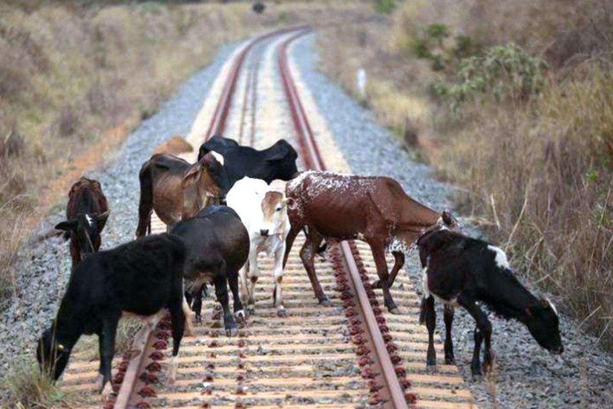 மாதிரிப் படம்
