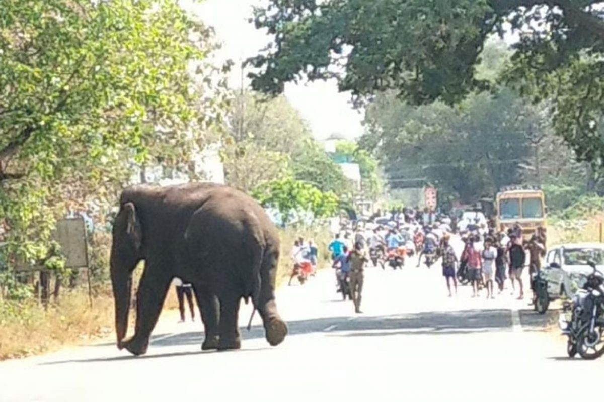  யானை