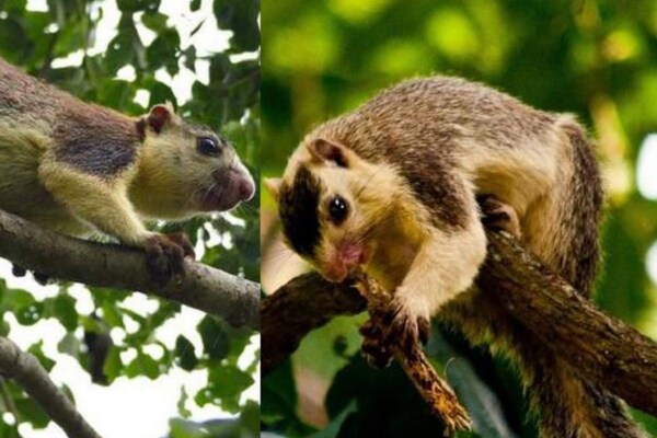 சாம்பல் நிற அணில்கள் சரணாலயம்... சிறப்புகள் என்ன?