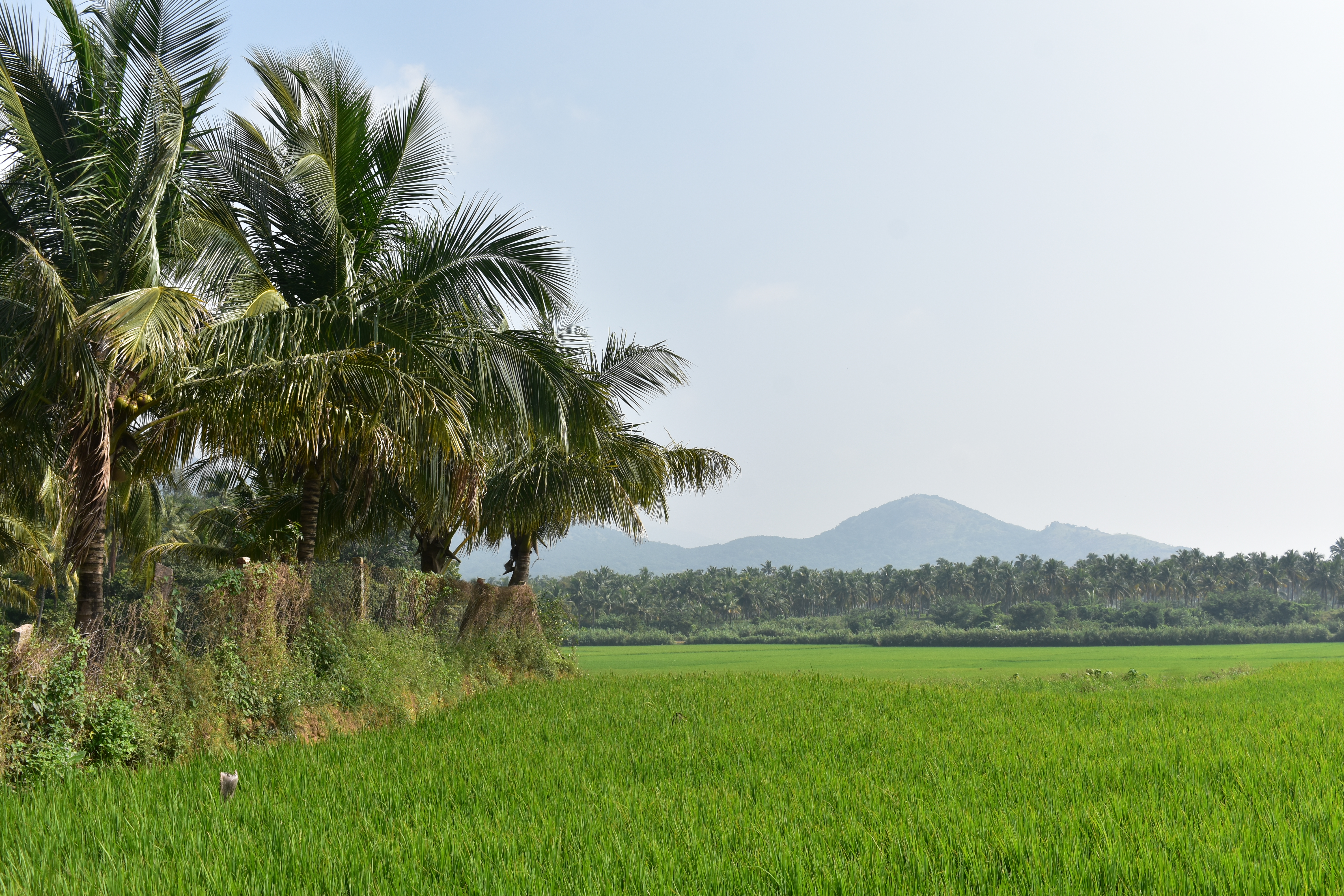  பாரதி கண்ணன் இயக்கத்தில் பிரபு - ரோஜா, மனோரமா உள்ளிட்டோர் நடிப்பில், 2000ம் ஆண்டு வெளியான திருநெல்வேலி படத்தில் வரும் ஒரு பாடலில் இந்த திருமலைக்கோவிலை அழகாக காட்டியிருப்பார்கள்.