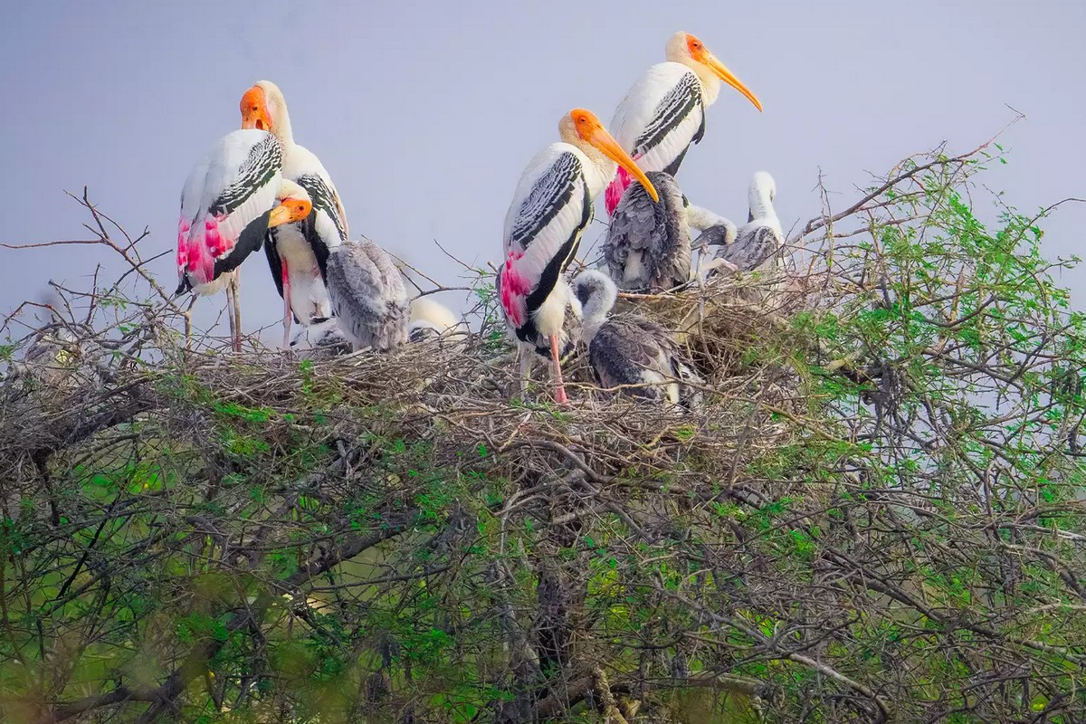  வேடந்தாங்கல் மற்றும் கரிக்கிலி பறவைகள் சரணாலங்களுக்கு, செப்டம்பர் மாதம் முதல் மார்ச் மாதம் வரை சீசன் காலமாகும். இந்த காலகட்டத்தில் இரைதேடியும், இனப்பெருக்கத்திற்காகவும் ஏராளமான பறவைகளை வருகின்றன.