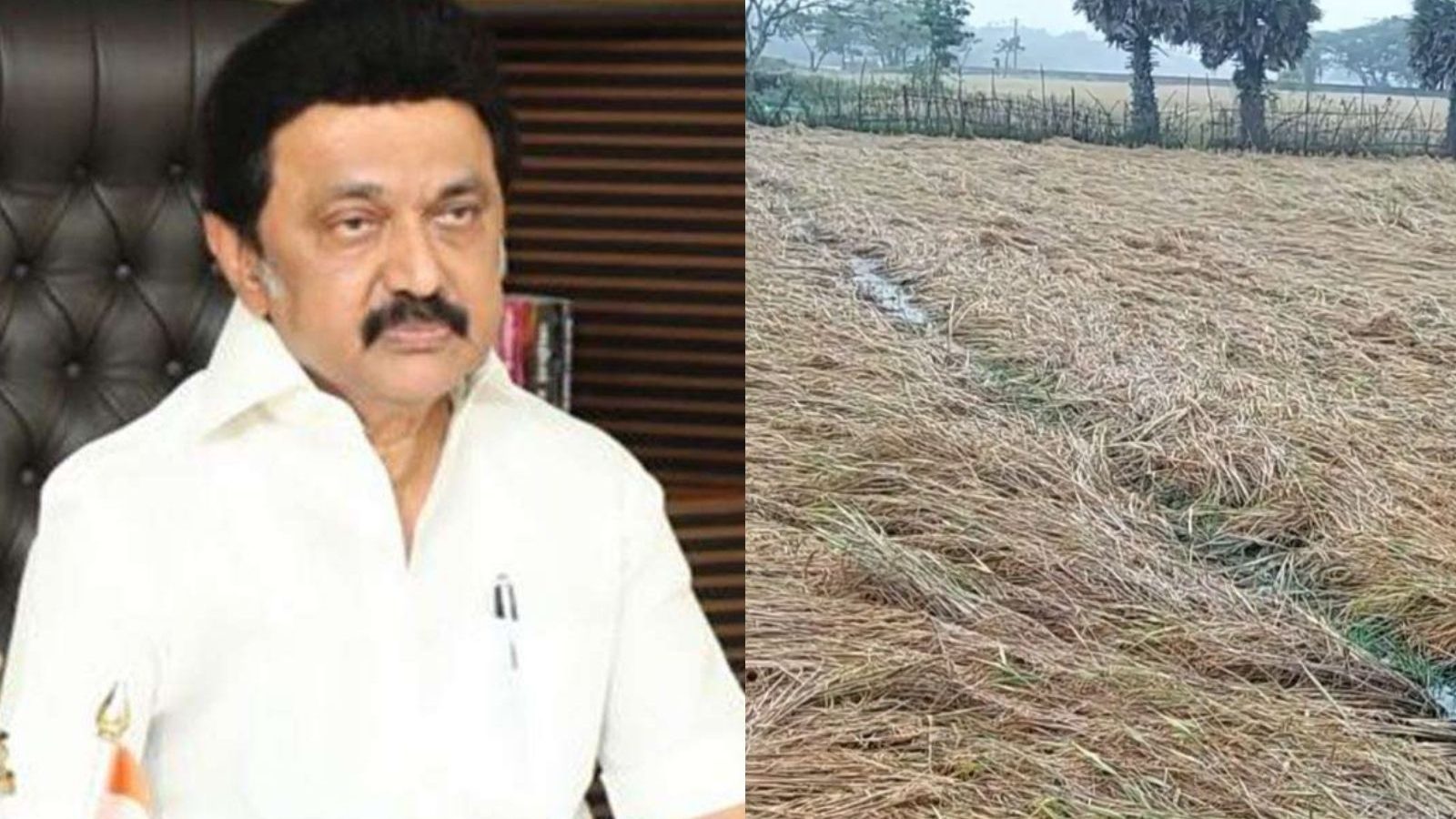 விவசாயிகளுக்கு முக்கிய அறிவிப்பு.. நெல்.. உளுந்து.. ஏக்கர் வாரியாக இழப்பீடு அறிவித்த முதல்வர் ஸ்டாலின்!