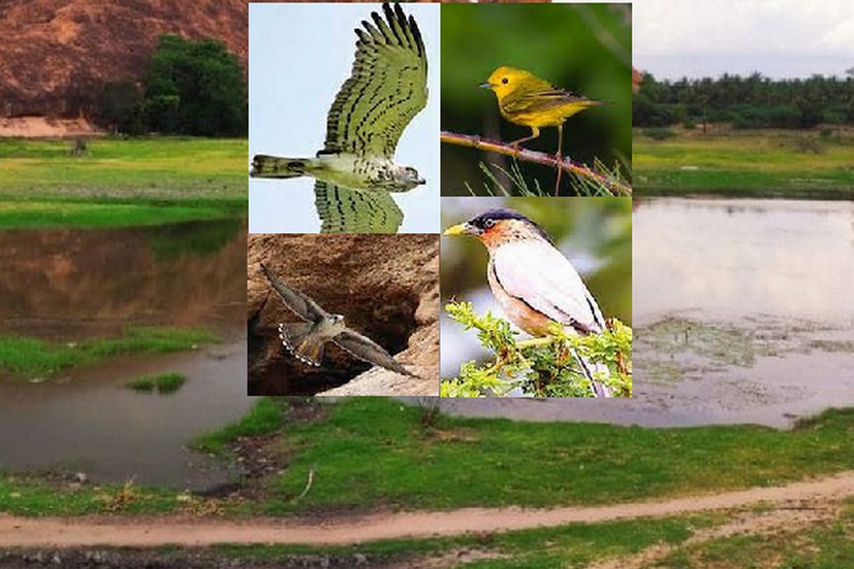  இந்த பகுதியல் பூட்டட் ஈகிள், பிரவுன் பிஸ் ஈகில், தேன் பருந்து மற்றும் பல அரியவகை பறவைகள், வெளிநாடுகளில் இருந்து இனப்பெருக்கத்திற்காக வரும் பறவைகள் போன்ற ஏராளமான பறவைகளையும், அவை எழுப்பும் இனிமையான பலவித குரல்களையும் கண்டுகளித்து கேட்டு ரசிக்க முடியும். இந்த பகுதி மதுரையில் ஒரு நாள் சுற்றுலாவுக்கு ஏற்ற சிறந்த இடமாகும்.