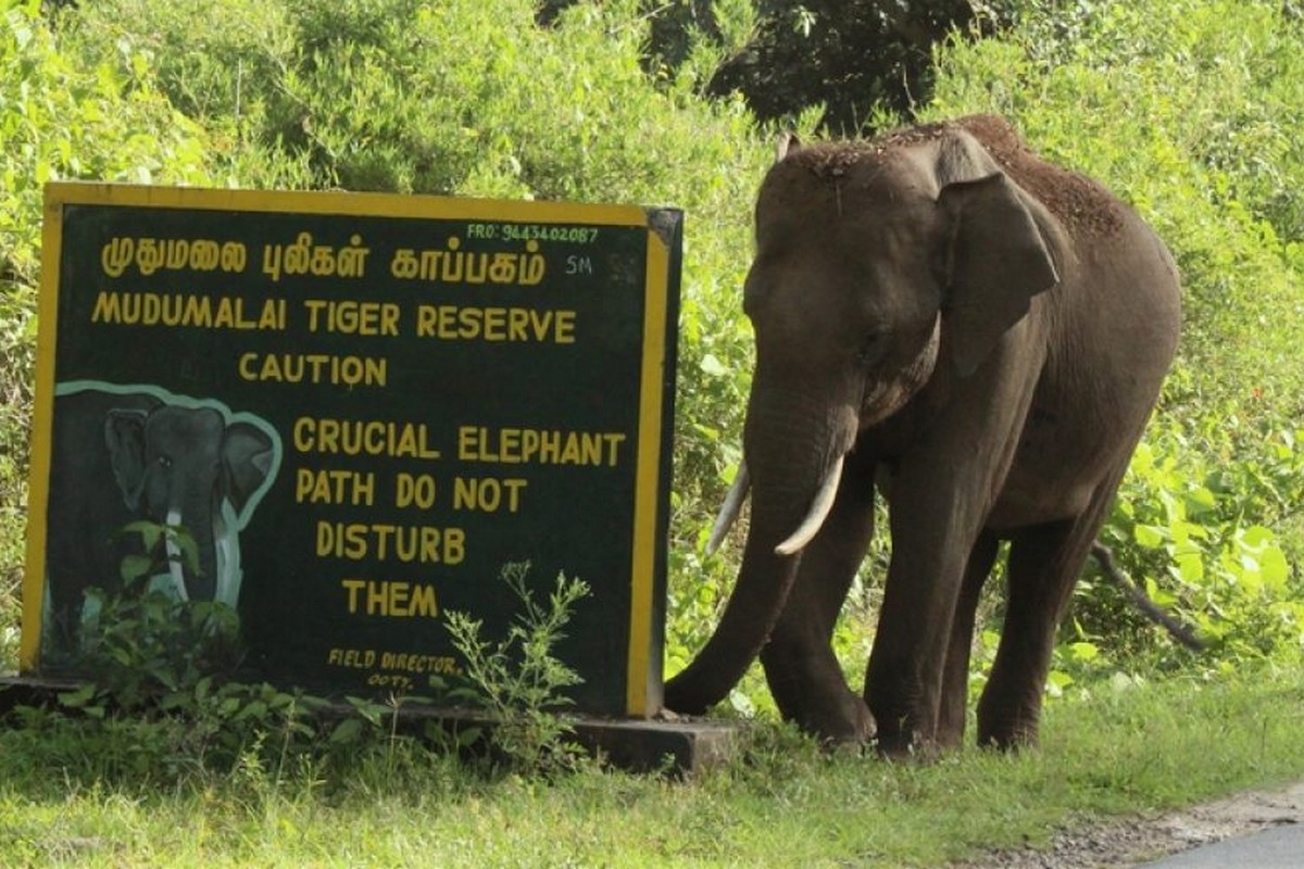  முதுமலை வனவிலங்கு காப்பகம் : கர்நாடகா மற்றும் கேரள மாநில எல்லையில் அமைந்திருக்கும் முதுமலை தென்னிந்தியாவின் முதல் வனக்காப்பகமாகும். இது யுனெஸ்கோ அமைப்பால் உலகப்பாரம்பரியச் சின்னங்களில் ஒன்றாக அறிவிக்கப்பட்டுள்ளது. யானைகள், காட்டெருமை, புலி, சிறுத்தை, மான், பறக்கும் அணில், சிவப்பு அணில், காட்டுப்பன்றி, முயல், போன்ற பல்வேறு வகையான விலங்குகள் இங்கே இருக்கின்றன. வனத்துறையினரின் வாகனத்தில் காட்டுப்பகுதியில் பாதுகாப்பாக பயணித்தவாறே இவைகளை கண்டு ரசிக்கலாம்.