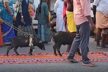 பன்றிகளுக்கு மாலை, மரியாதை... ஊர்வலம் அழைத்து சென்று வினோத வழிபாடு நடத்திய மக்கள்..!
