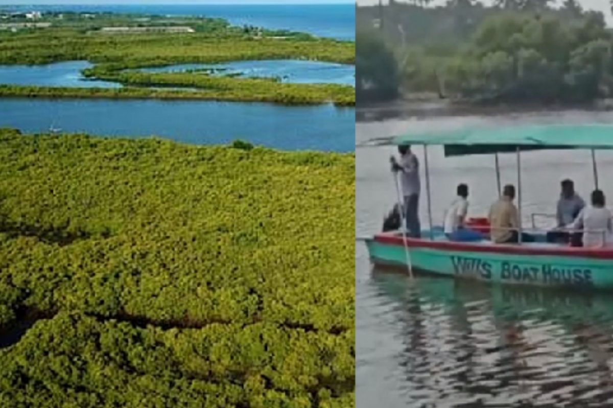அலையாத்தி காடுகள், படகு சவாரி, வெளிநாட்டு பறவைகள்- புதுச்சேரி சுற்றுலா