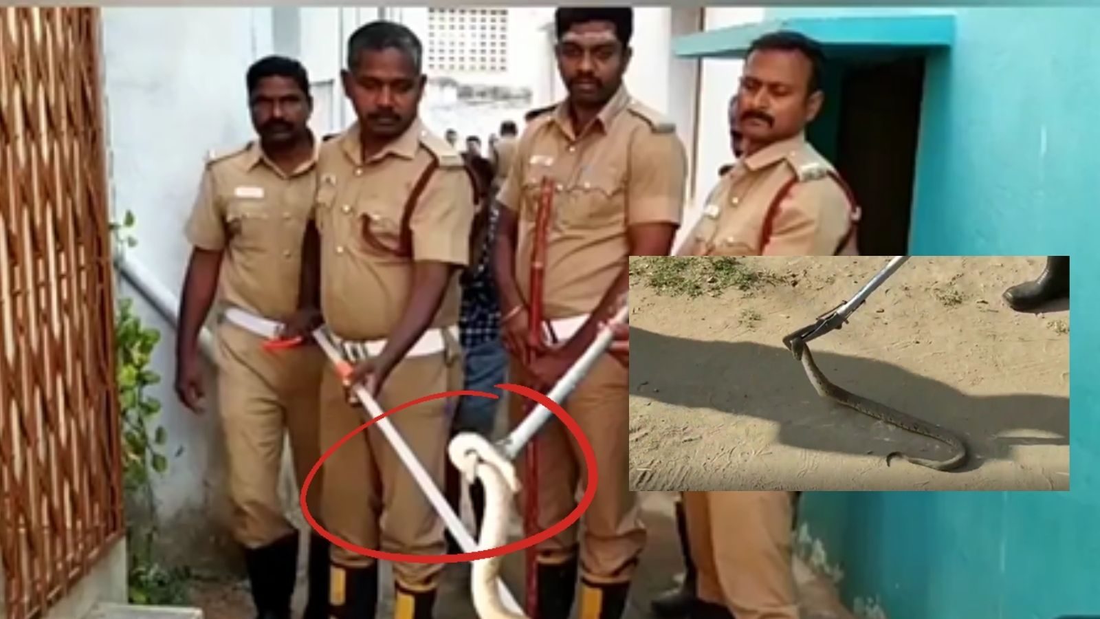 வீட்டில் பதுங்கிய கொடிய விஷமுடைய கண்ணாடி விரியன் பாம்பு.. பத்திரமாக மீட்ட தீயணைப்பு வீரர்கள்