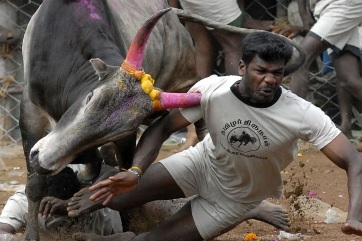 ஜல்லிக்கட்டு மரணங்கள்: 6 ஆண்டுகளில் 102 பேர் காளை முட்டி பலி!
