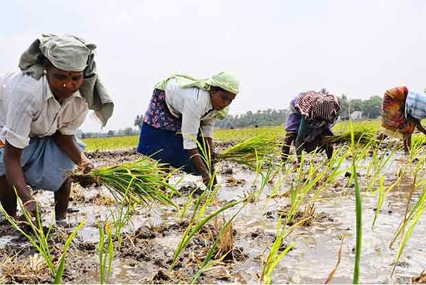  நெல் தரிசில் உளுந்து தெளித்து கனமழையால் பாதிக்கப்பட்ட உளுந்து விவசாயிகளுக்கு மீண்டும் உளுந்து விவசாயம் செய்ய 50 சதவிகிதம் மானியத்தில் ஒரு ஏக்கருக்கு 8 கிலோ பயறு விதைகள் வழங்கப்படும்.